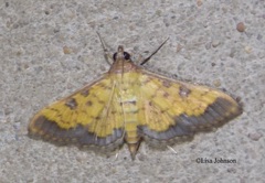Ategumia ebulealis