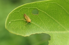 Calodia kirkaldyi