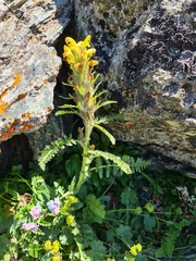 Pedicularis condensata