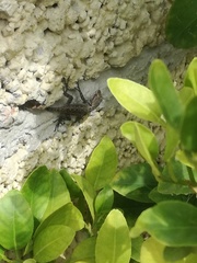 Sceloporus grammicus
