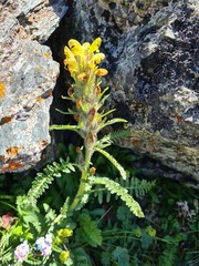 Pedicularis condensata