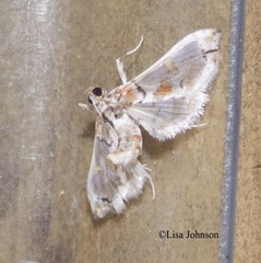 Neoleucinodes prophetica