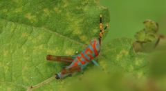 Pirithoicus ophthalmicus