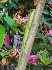 Anolis carolinensis