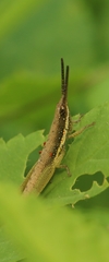 Neorthacris