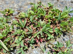 Sibbaldia parviflora