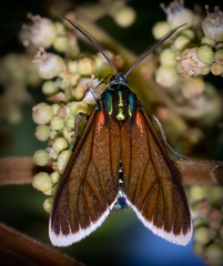 Cyanopepla quadricolor