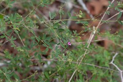 Lespedezinae