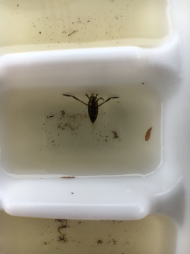 Notonectidae