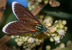 Cyanopepla quadricolor