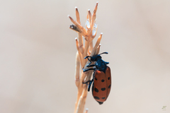 Hycleus duodecimpunctatus