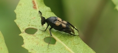 Macrosiagon bipunctata