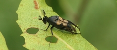 Macrosiagon bipunctata