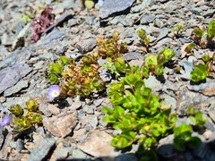 Veronica telephiifolia