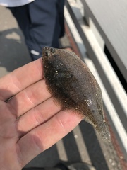 Citharichthys stigmaeus