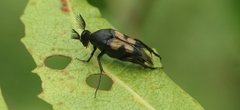 Macrosiagon bipunctata