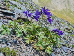 Delphinium caucasicum
