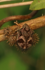 Hotea curculionoides