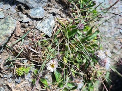 Erigeron uniflorus