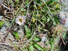 Erigeron uniflorus