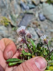 Erigeron uniflorus