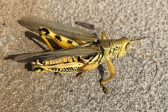 Melanoplus differentialis