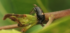 Macrosiagon bipunctata