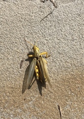 Melanoplus differentialis