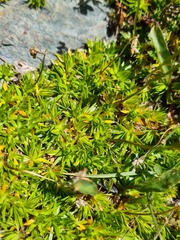 Pseudocherleria aizoides