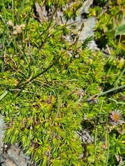 Pseudocherleria aizoides