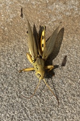 Melanoplus differentialis