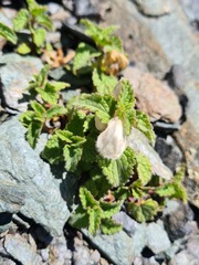 Lamium tomentosum