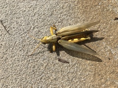 Melanoplus differentialis