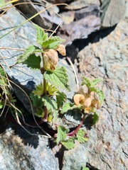 Lamium tomentosum