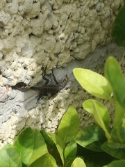 Sceloporus grammicus