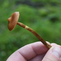 Cortinarius gentilis