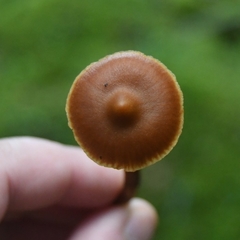 Cortinarius gentilis