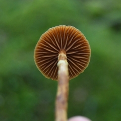 Cortinarius gentilis