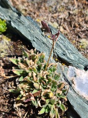 Draba supranivalis