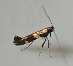 Caloptilia umbratella