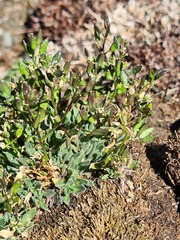 Draba supranivalis