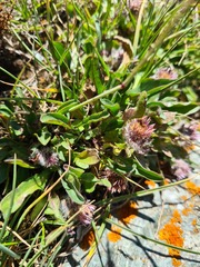 Erigeron uniflorus