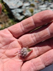 Erigeron uniflorus
