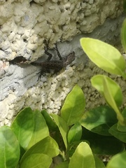 Sceloporus grammicus