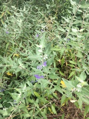 Caryopteris × clandonensis