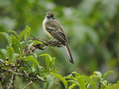 Myiarchus cephalotes