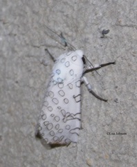 Hypercompe decora