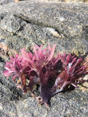 Chondrus