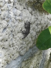Sceloporus grammicus