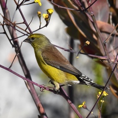 Crithagra totta
